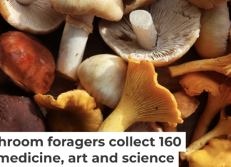 Pennsylvania is home to a diverse range of wild mushrooms, both edible and poisonous. Vaivirga/iStock/Getty Images Plus